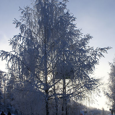Picture of a snowwy tree