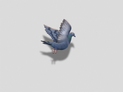 pigeon_1.gif