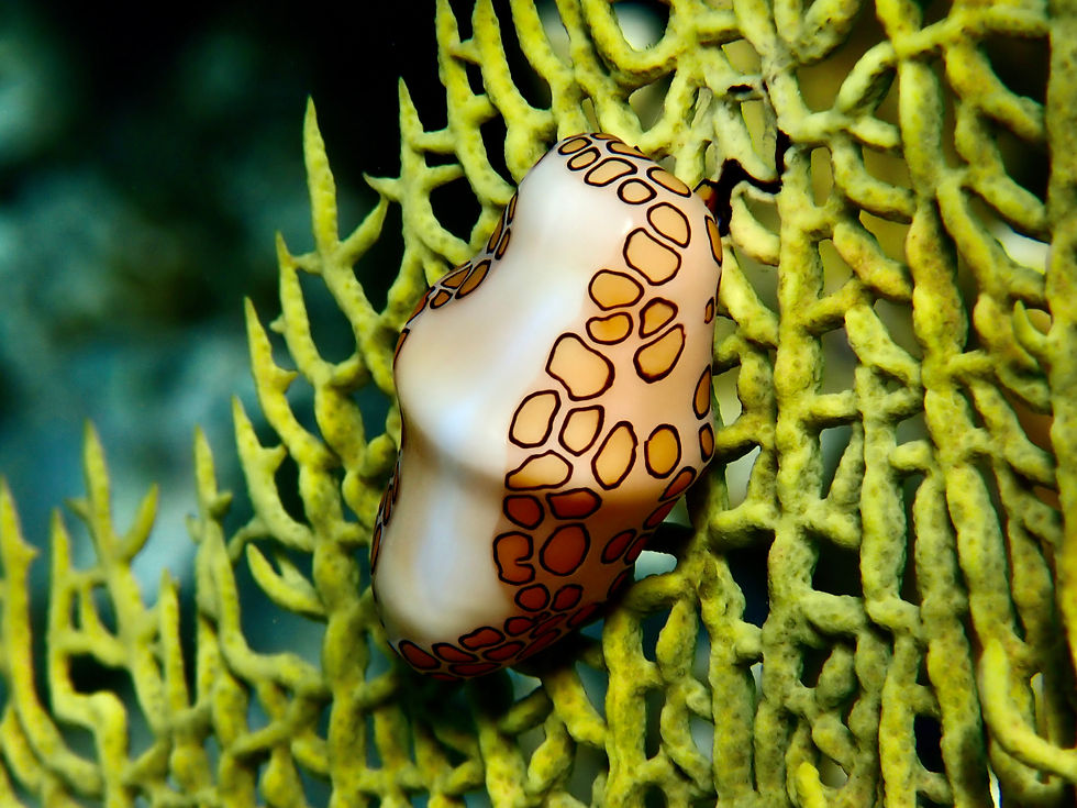 Flamingo Tongue _ The Centre for Ocean Research and Education