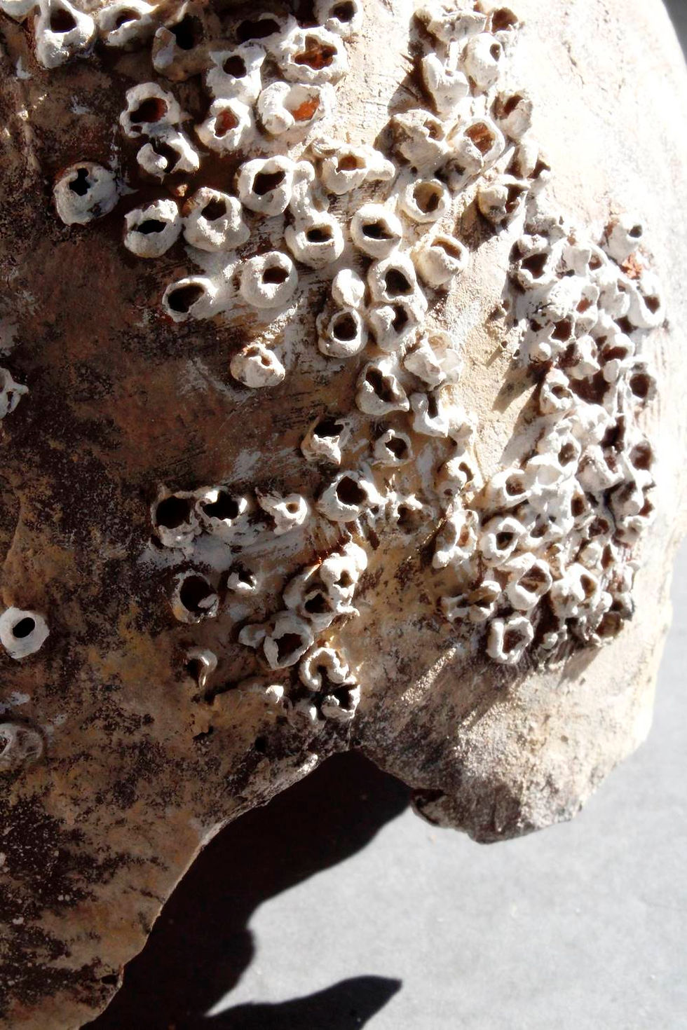 Thumbnail: Amphora I