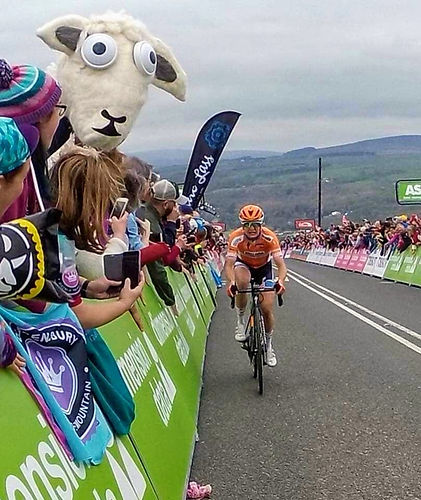 Sheep photobomb winner womens TDY finish cow and calf Ilkley 2018.jpg