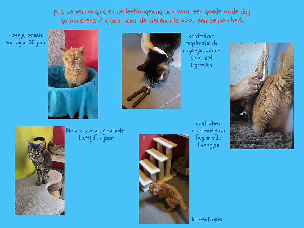 de oudere kat