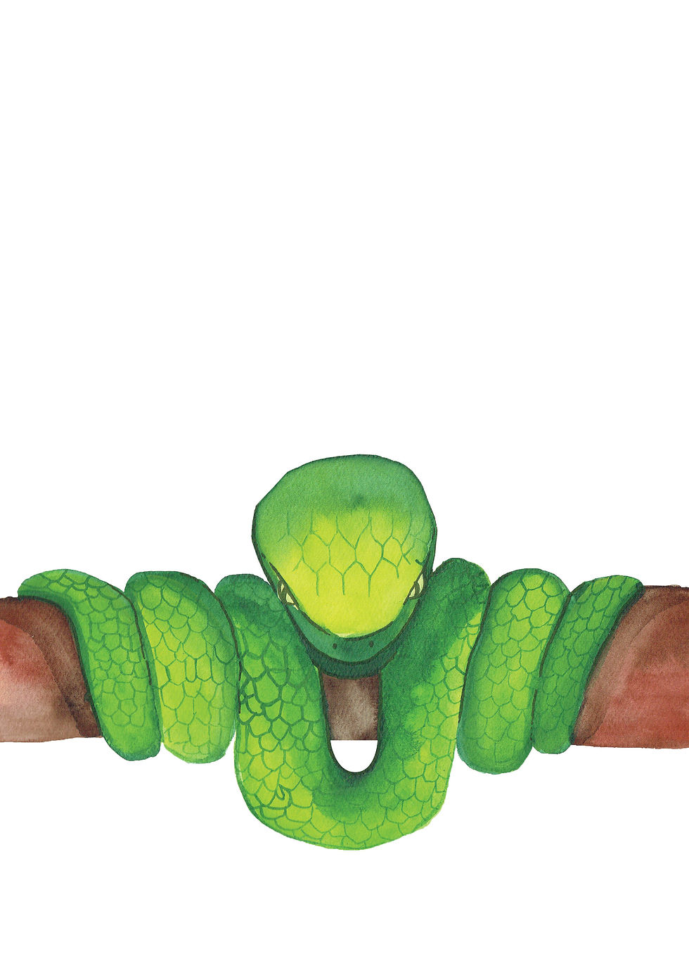 Green Tree Python Fine Art Print