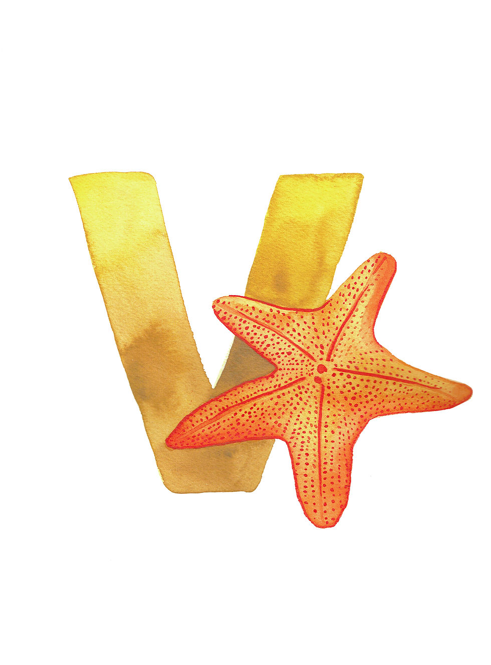 V is for Velvet Seastar Fine Art Print
