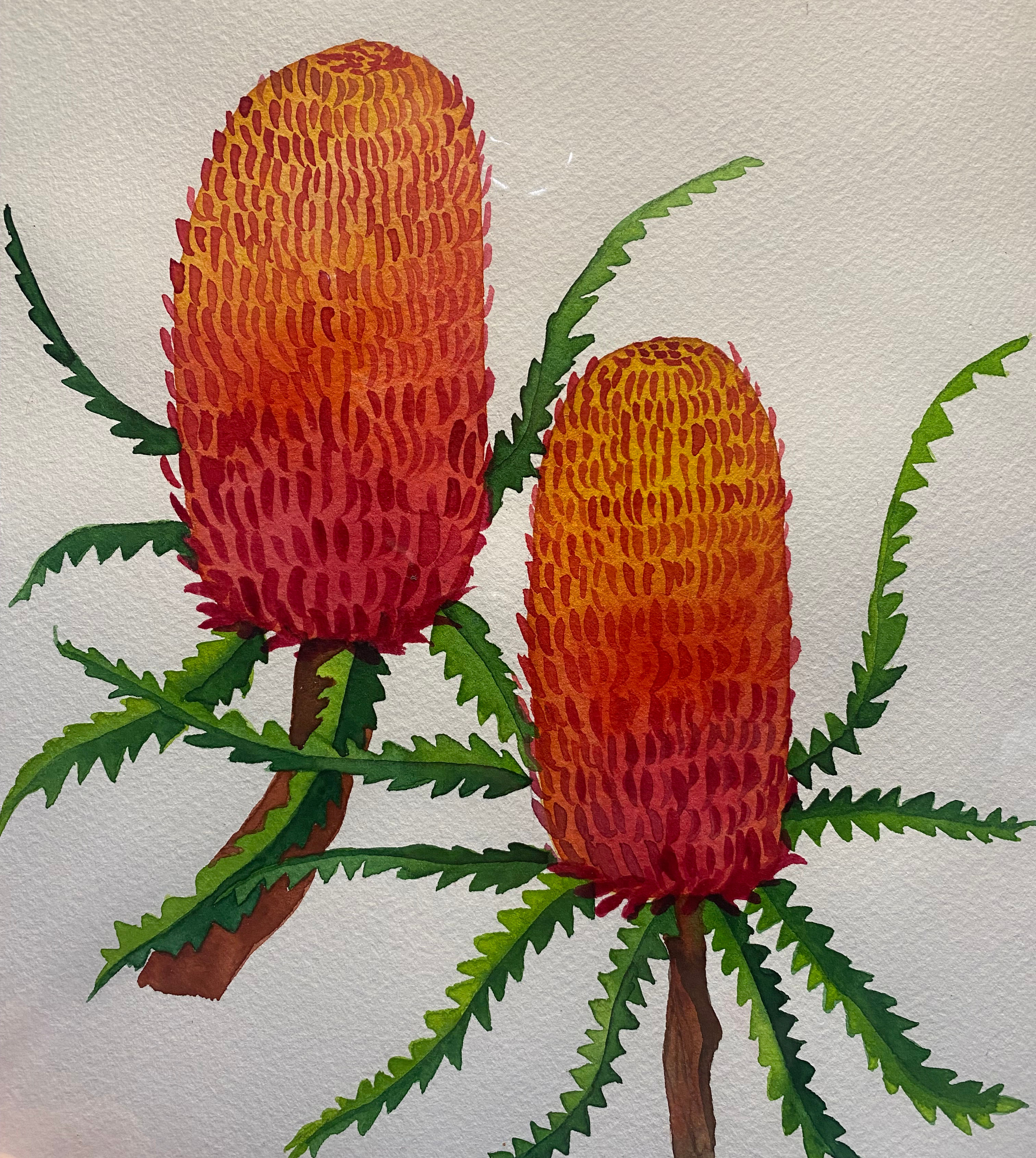 Red Banksia Original Watercolour