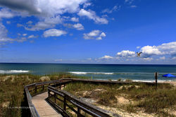 beach walkway bird 300
