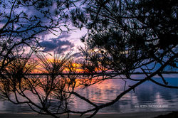 cb park pine tree sunset 2200