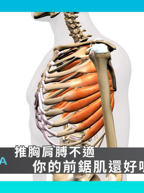 【推胸肩膀不適,你的前鋸肌還好嗎?】