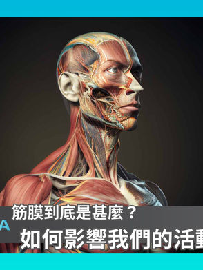 筋膜到底是甚麼?如何影響我們的活動?