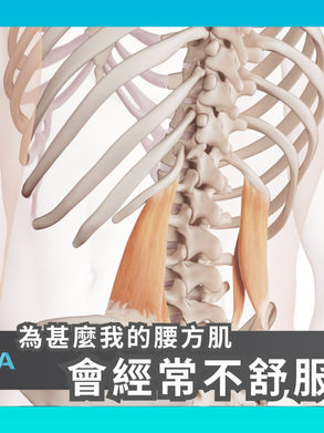 【為甚麼我的腰方肌會經常不舒服?】