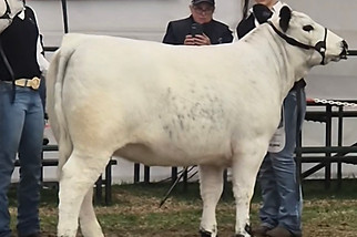 Vicky Liz HEIFER.jpg