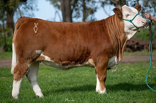 Mavstar Valentine HEIFER.JPG.jpg