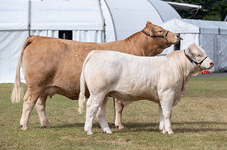 4 Ways MJ Goldie P23E COW.jpg