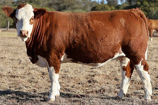 Country Style Vino HEIFER.jpg