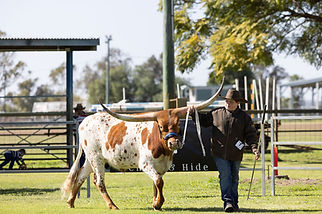 N Bar Red Tux Steer.jpg