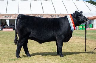 Summit Missive U174 HEIFER.jpg