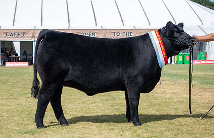Summit Missive U174 HEIFER.jpg