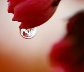 BREAKING NEWS: Water drops on flowers