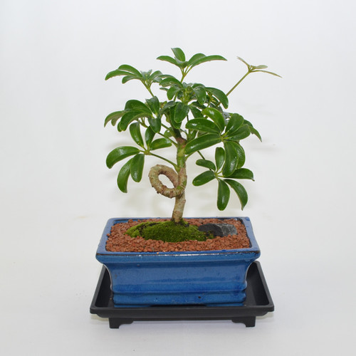 Dwarf Umbrella Tree. spiral style, 6 years old Celestial Bonsai