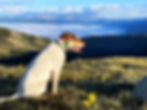 White rescue dog overlooking Crested Butte mountains