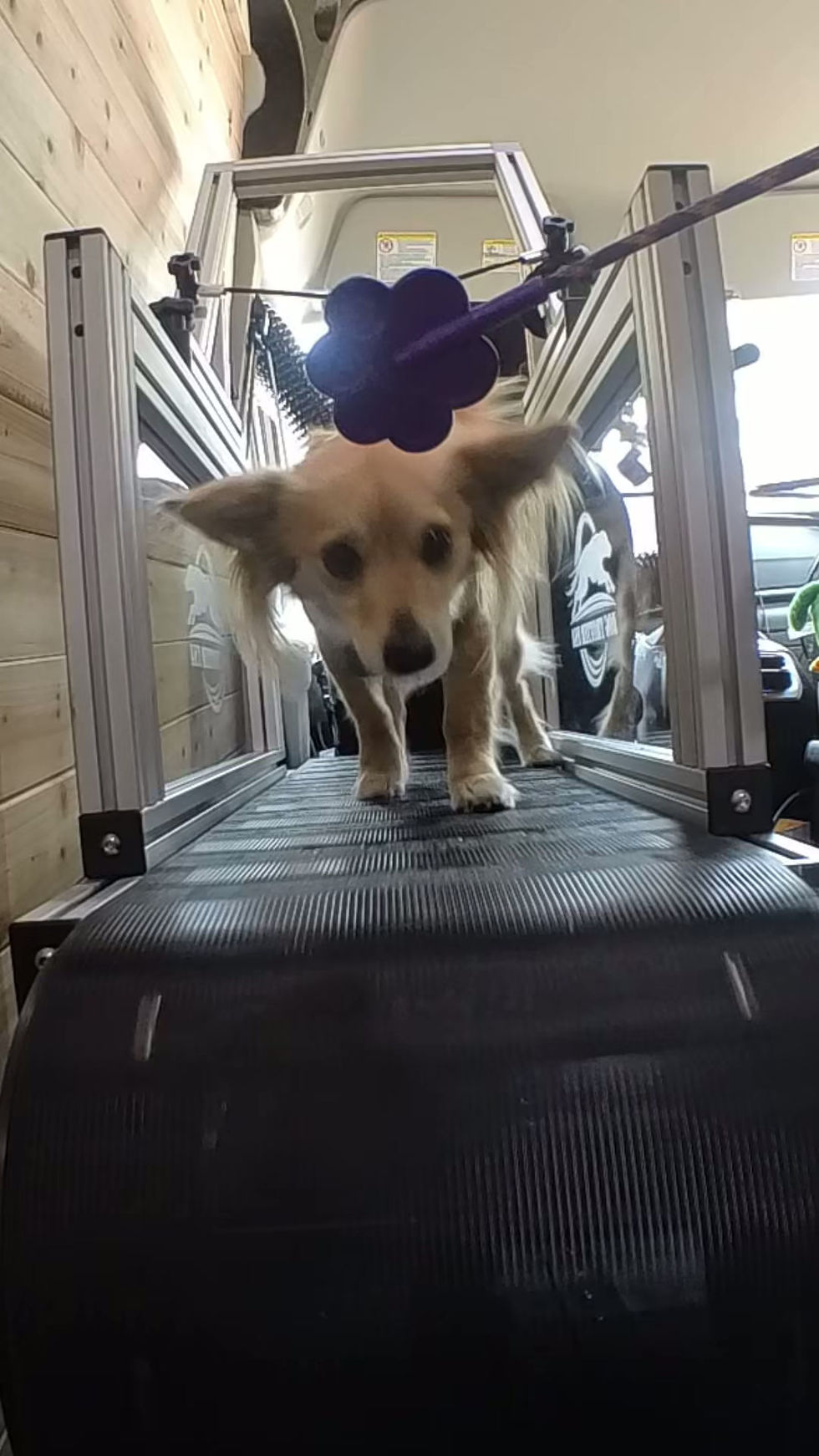 jonsi treadmill.MOV