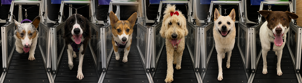 6 dogs on treadmill.png