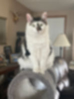 My Furbaby, Jasper