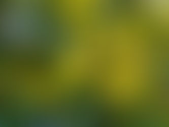 MAY TURNS SHRUBS INTO SIZZLING BUSINESS