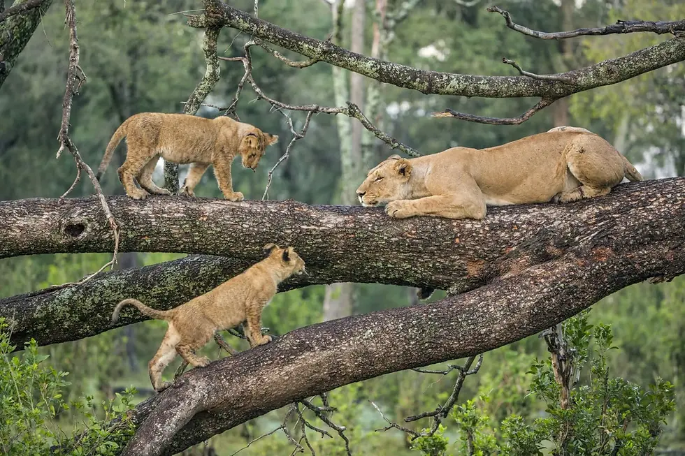 Lake Manyara Lions.webp