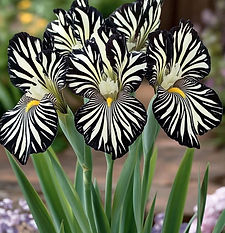 490182676_590982837322949_8622533521694761245_n (1).jpg