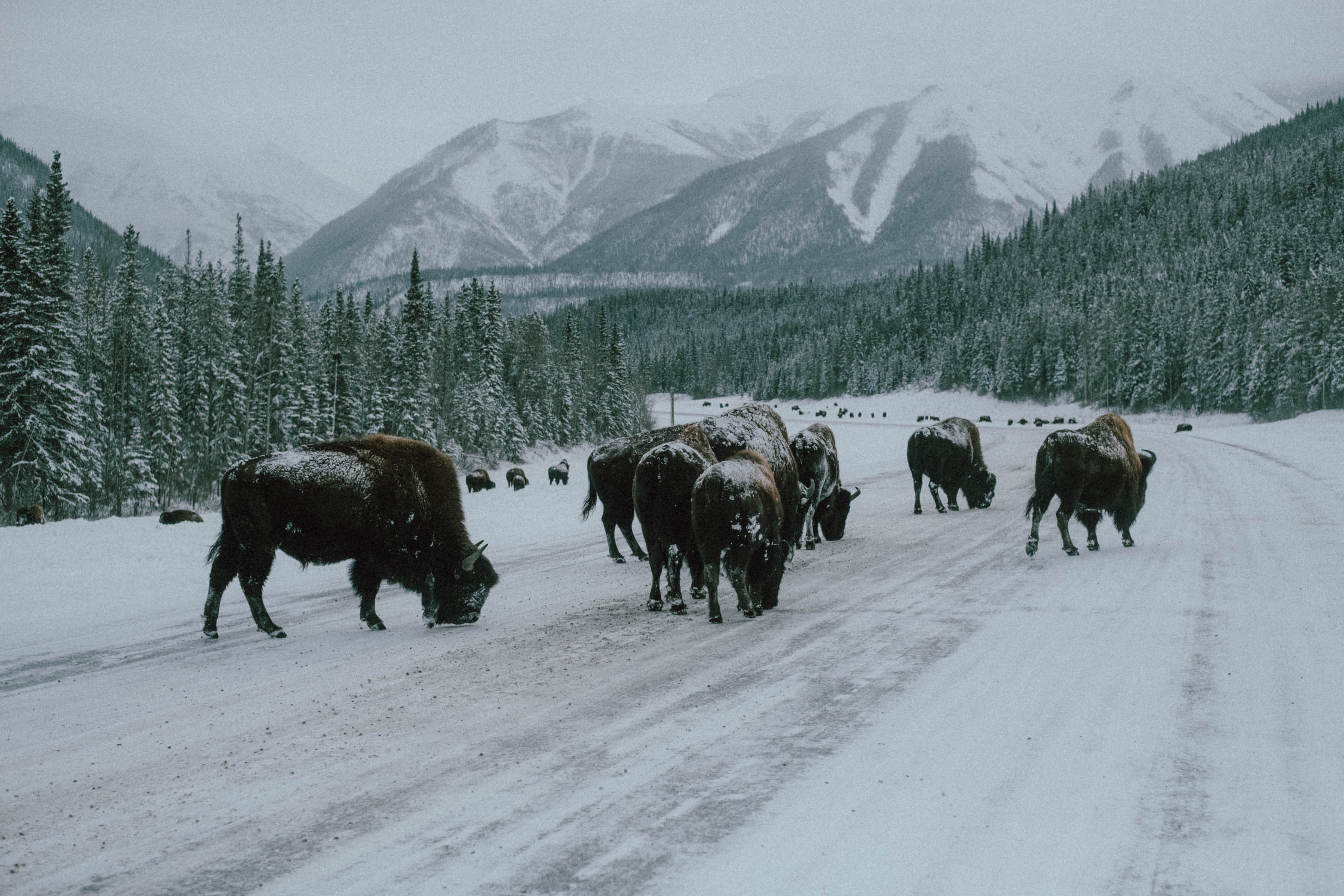 Troupeau de bisons sur une route enneigée en montagne