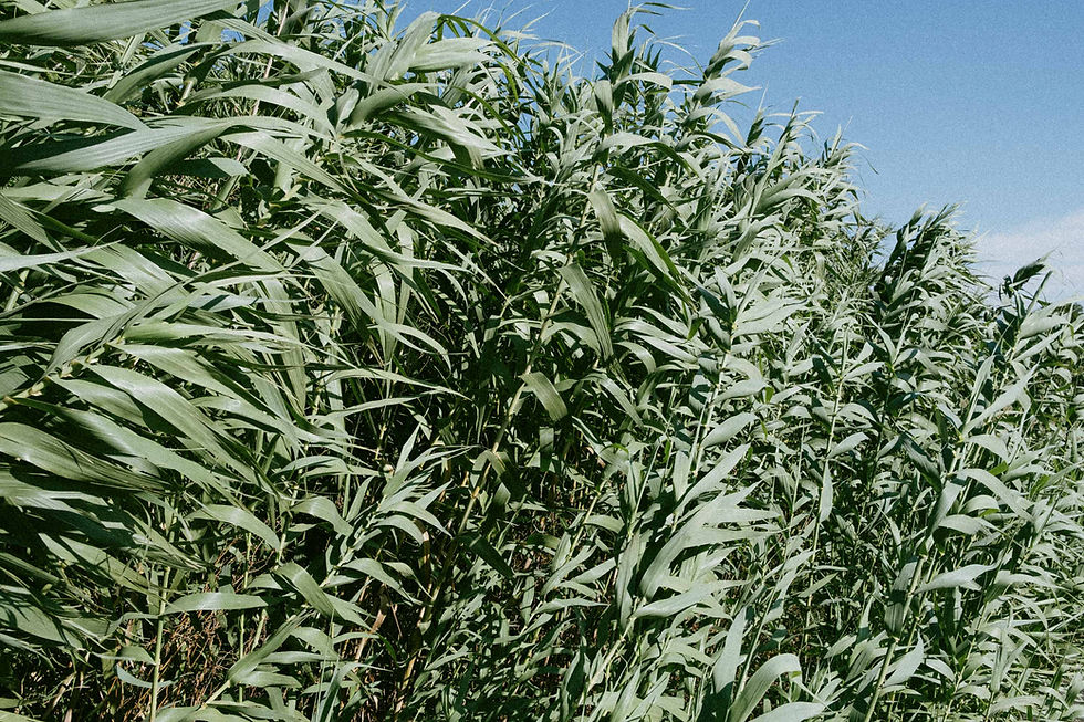 Dense reeds under a clear blue sky