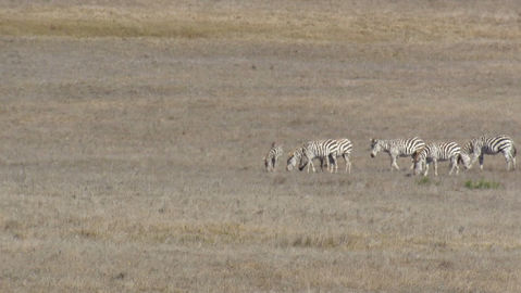 Zebras Hearst Ranch - Oct 2021.jpeg