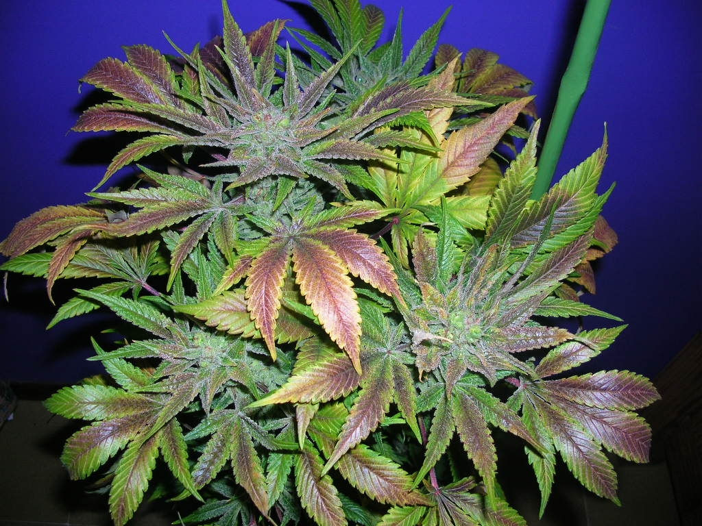 Blue Cheese Feminised Seeds from Barney's Farm Seeds