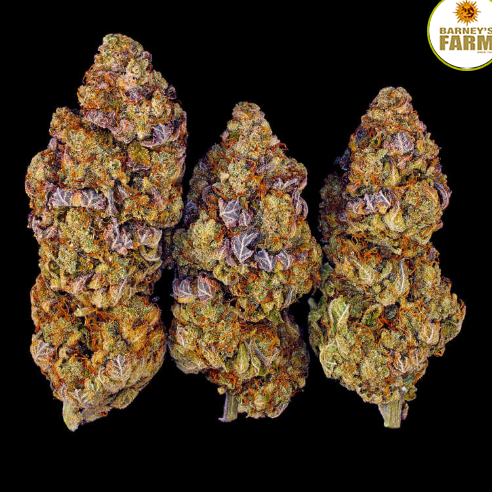 Thumbnail: Mimosa EVO Feminised Seeds from Barney's Farm Seeds