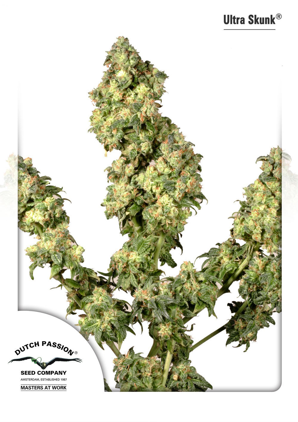 Ultra Skunk Feminised Seeds from Dutch Passion