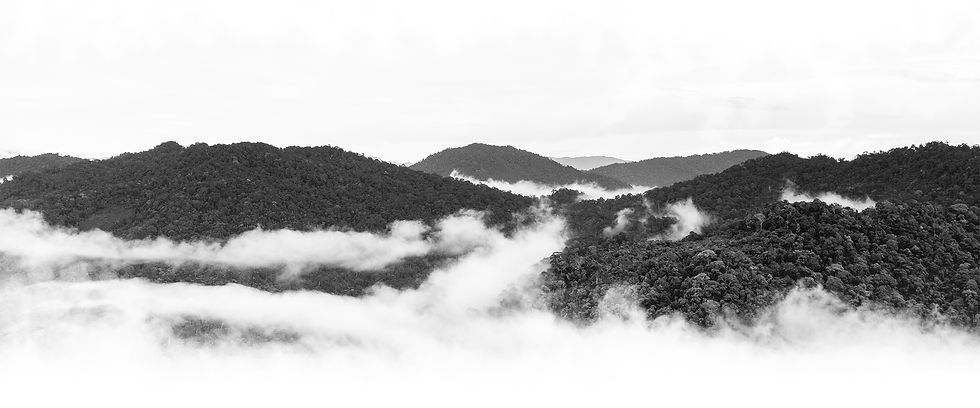 Amazon rainforest