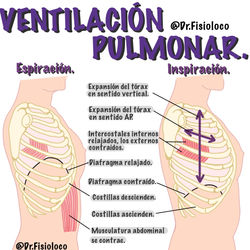 Ventilación pulmonar