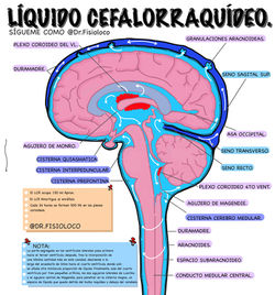 Líquido cefalo