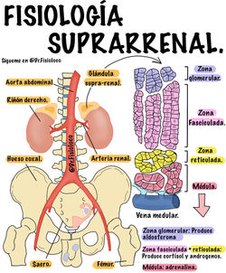 Fisiología suprarrenal