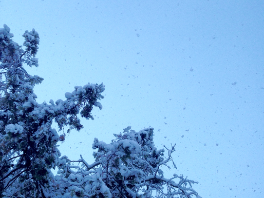 Early Walk in the Snow
