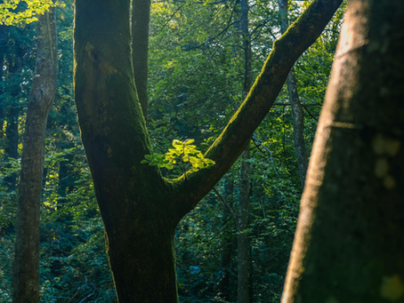 Beyond Being in Nature...