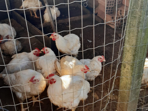 Caso de gripe aviária é confirmado em propriedade em Santa Catarina