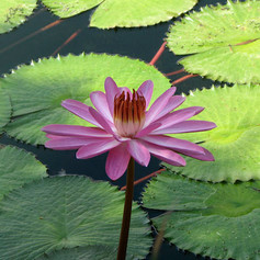 "Waterlily" 2017