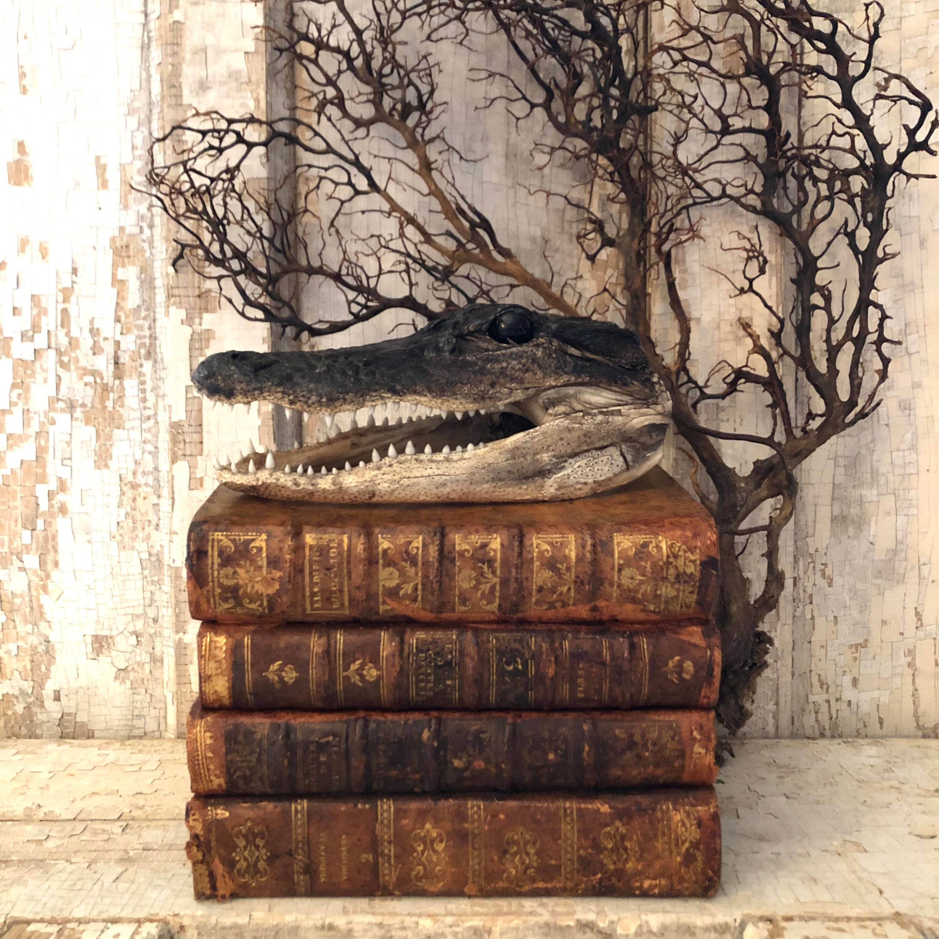 Classic Gator Head, Small (size, color and texture will vary)