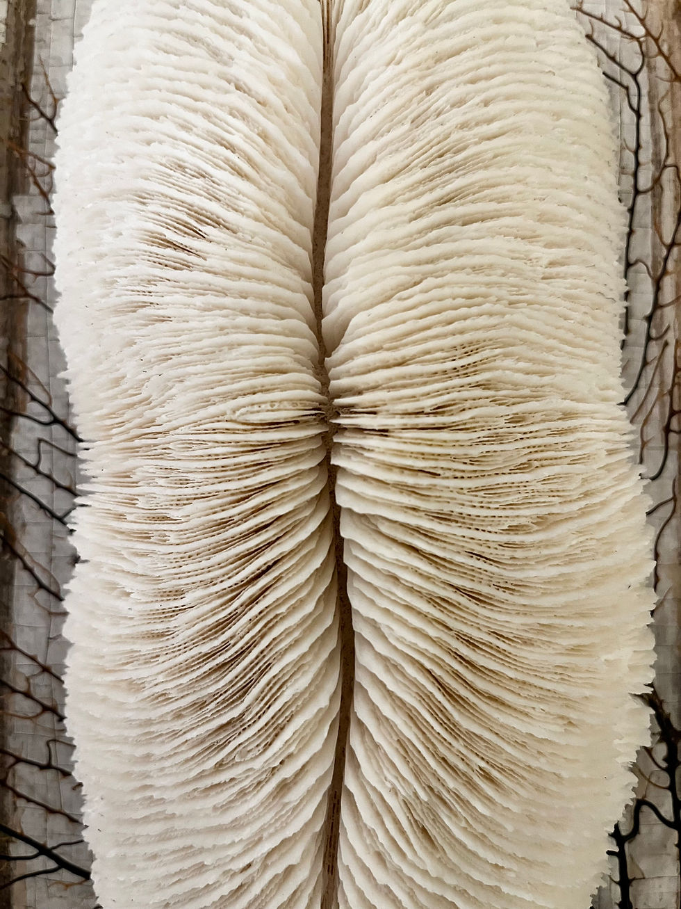 Thumbnail: Vintage Large Oval Shaped Mushroom Coral