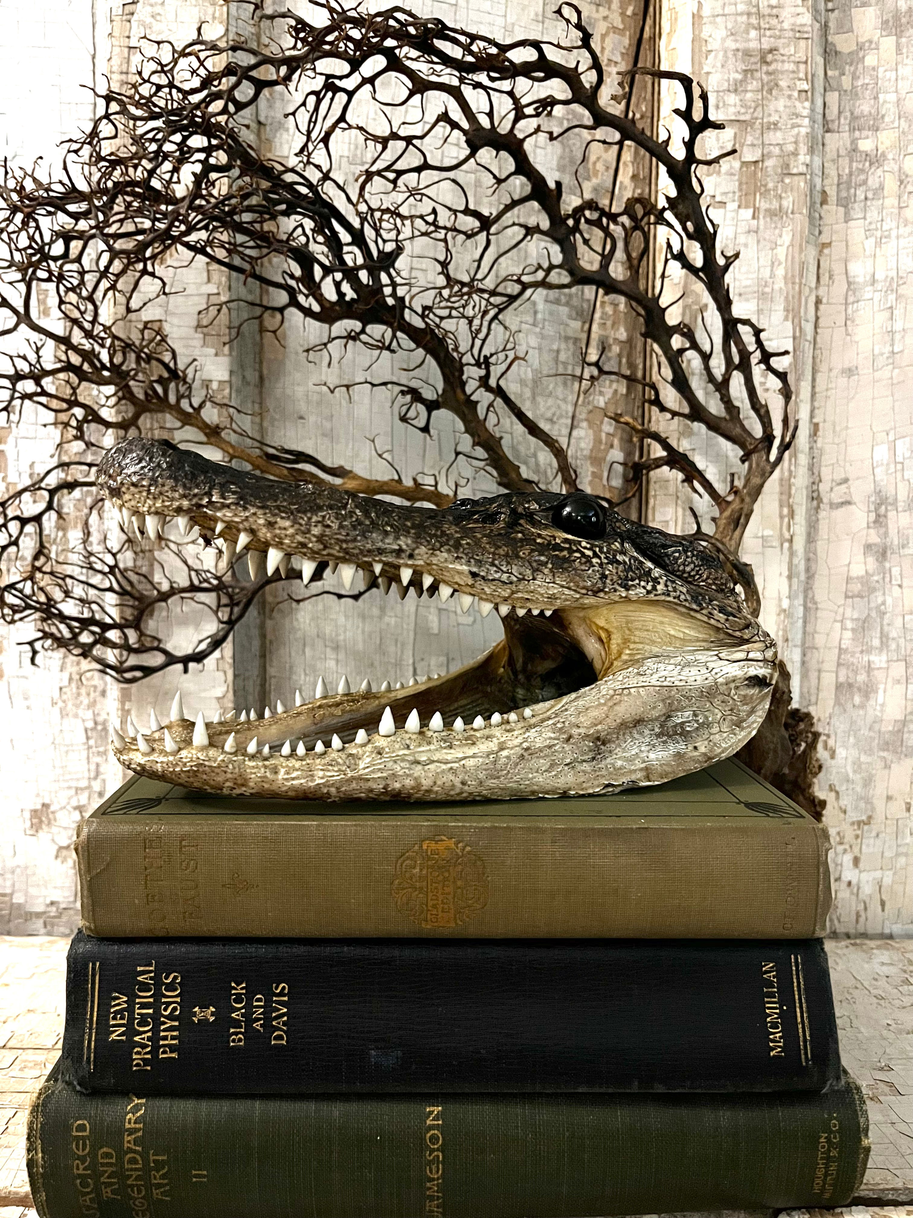 Classic Gator Head, (size, color and texture will vary)
