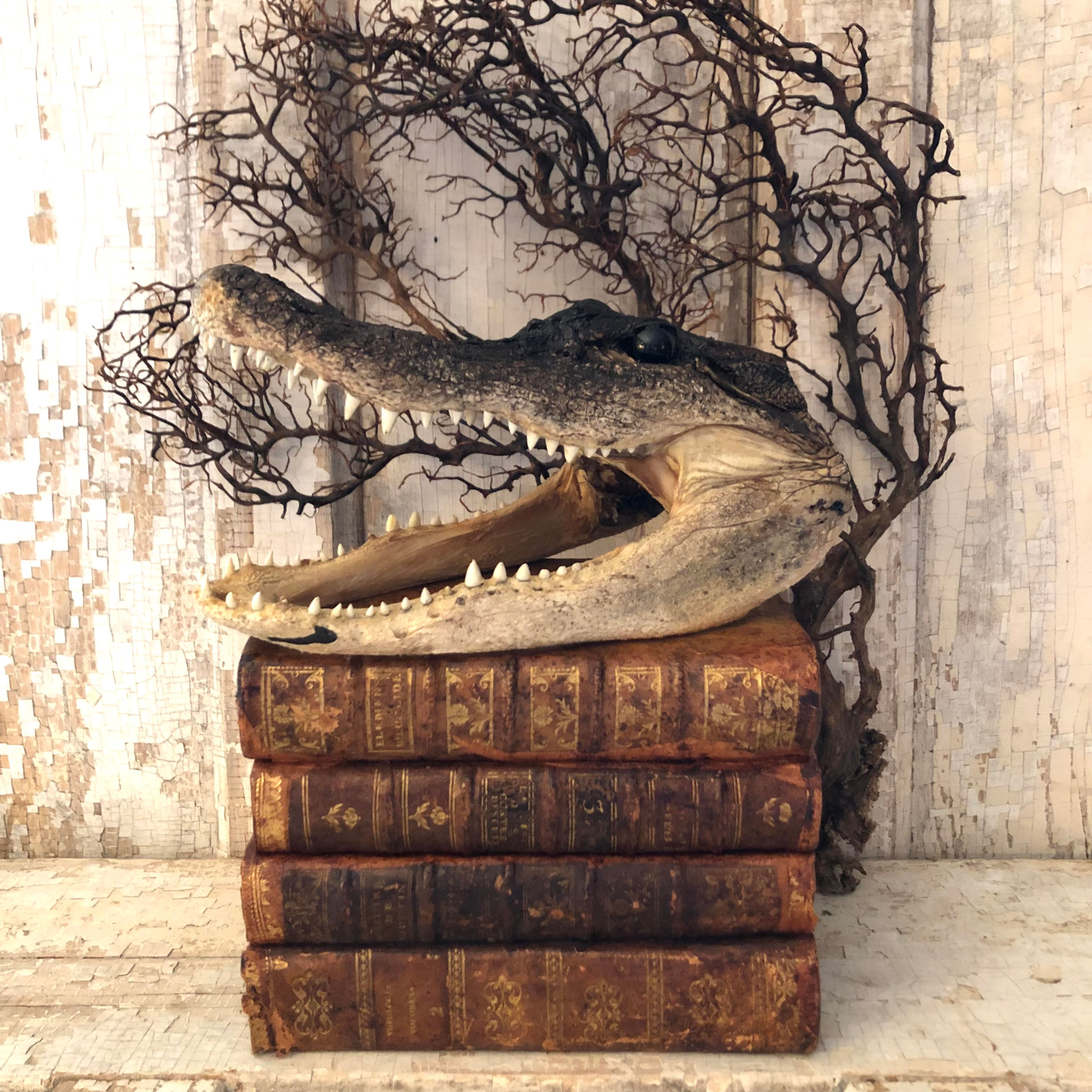 Classic Gator Head, Large (size, color and texture will vary)