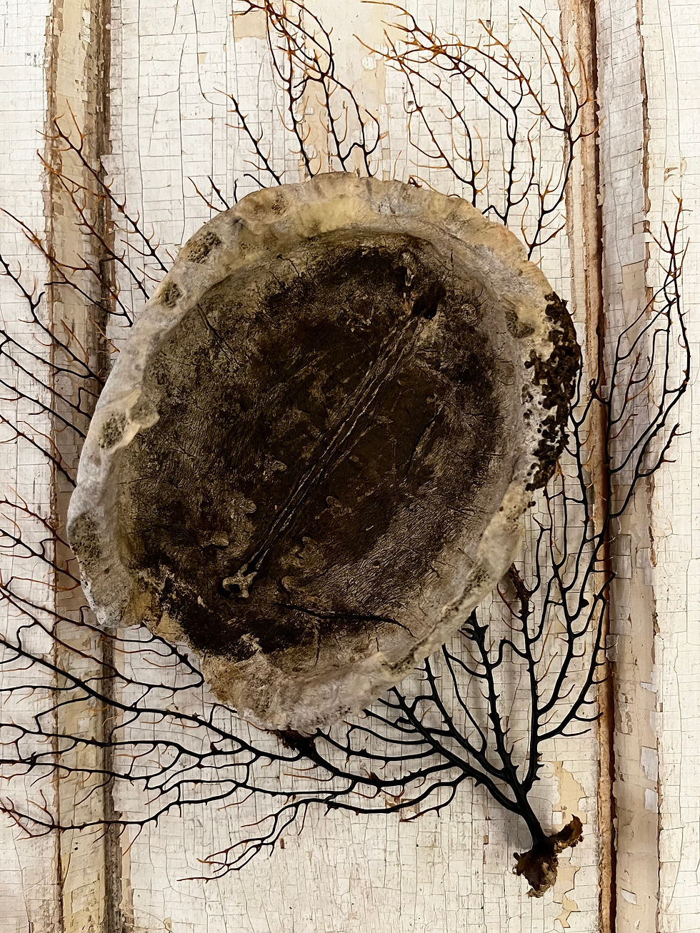 Thumbnail: Vintage Turtle Shell