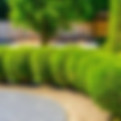shrubs - GLL